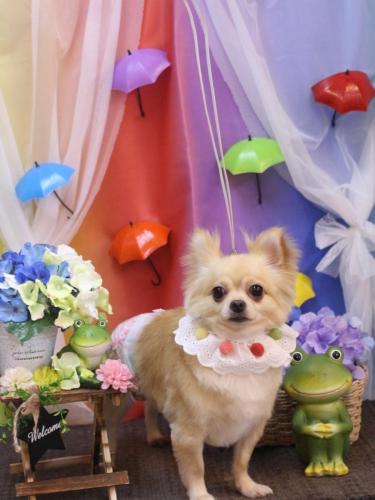 20230620モカちゃん